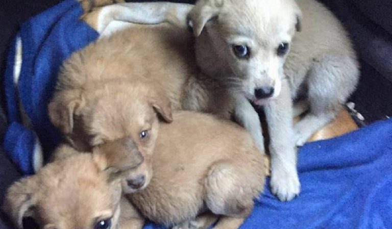 cuccioli nella spazzatura