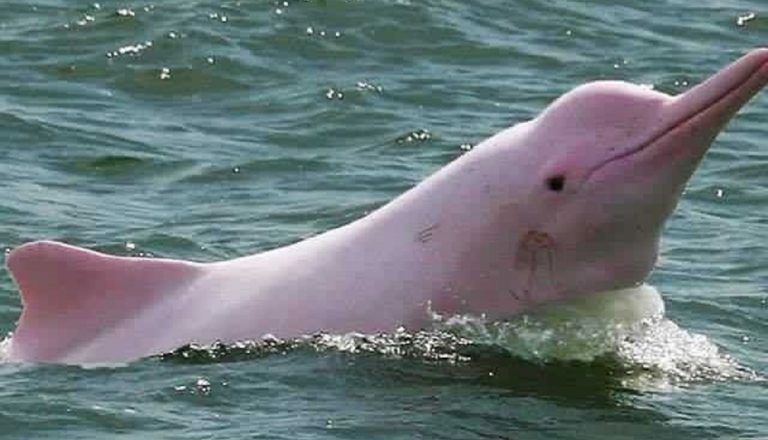 delfino rosa