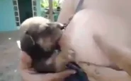 Donna allatta cane
