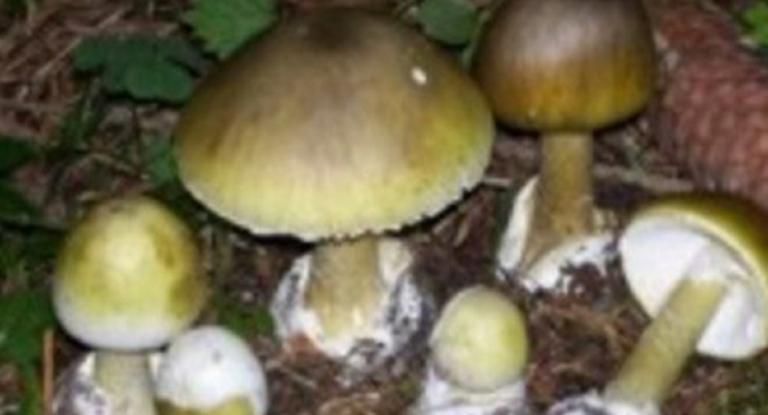 funghi
