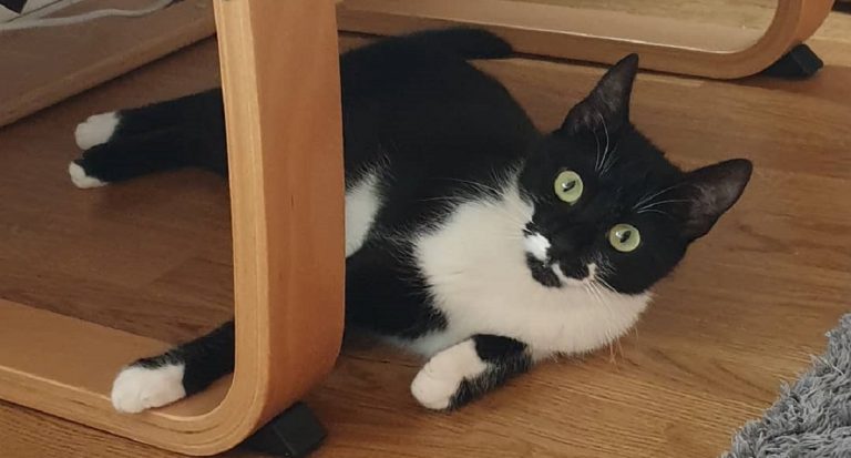 gatto-gioia-tauro