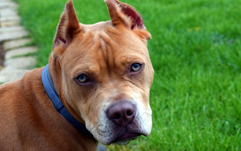 pitbull