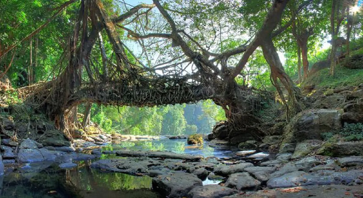 alberi ponte india
