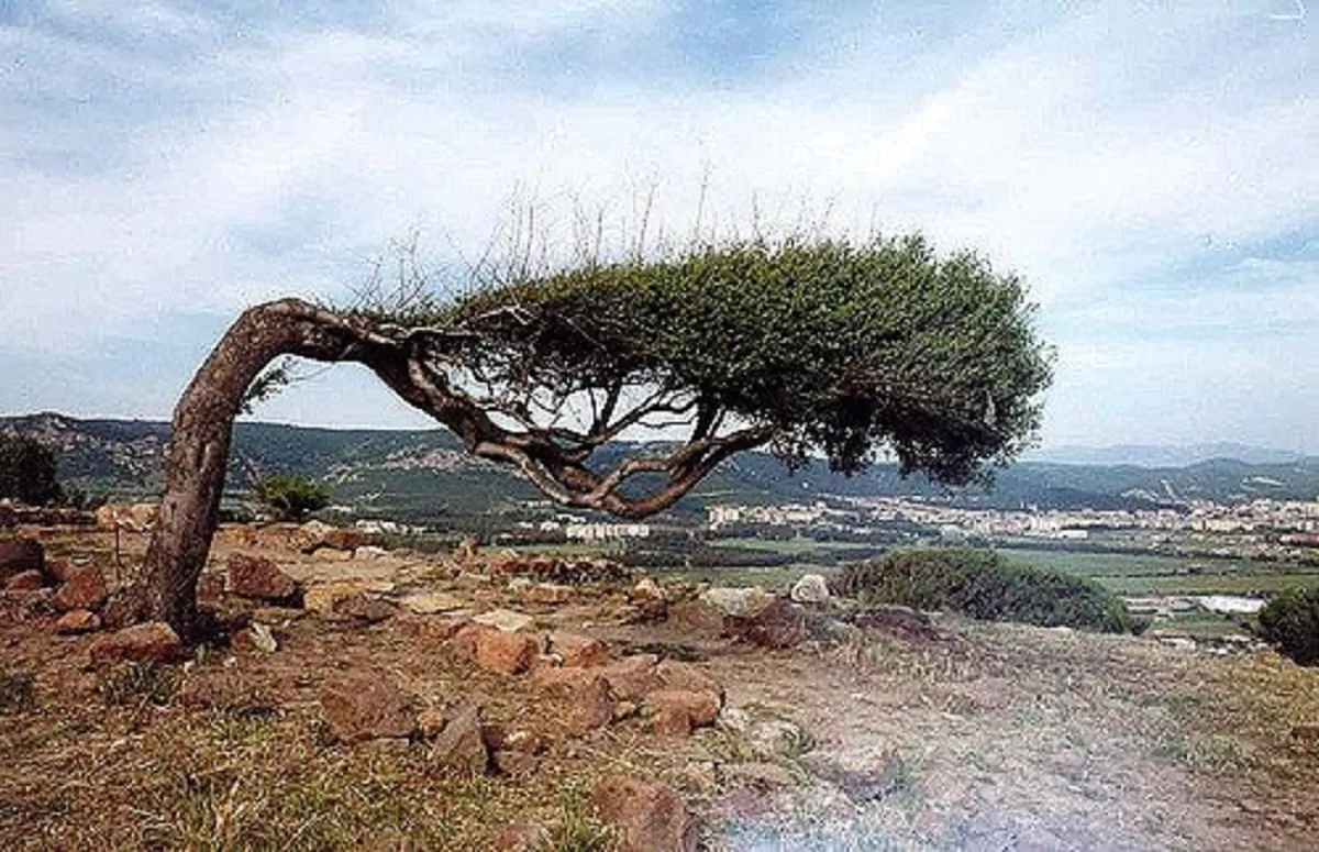 albero piegato
