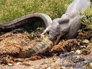 australia pitone divora coccodrillo