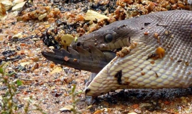 australia pitone divora coccodrillo