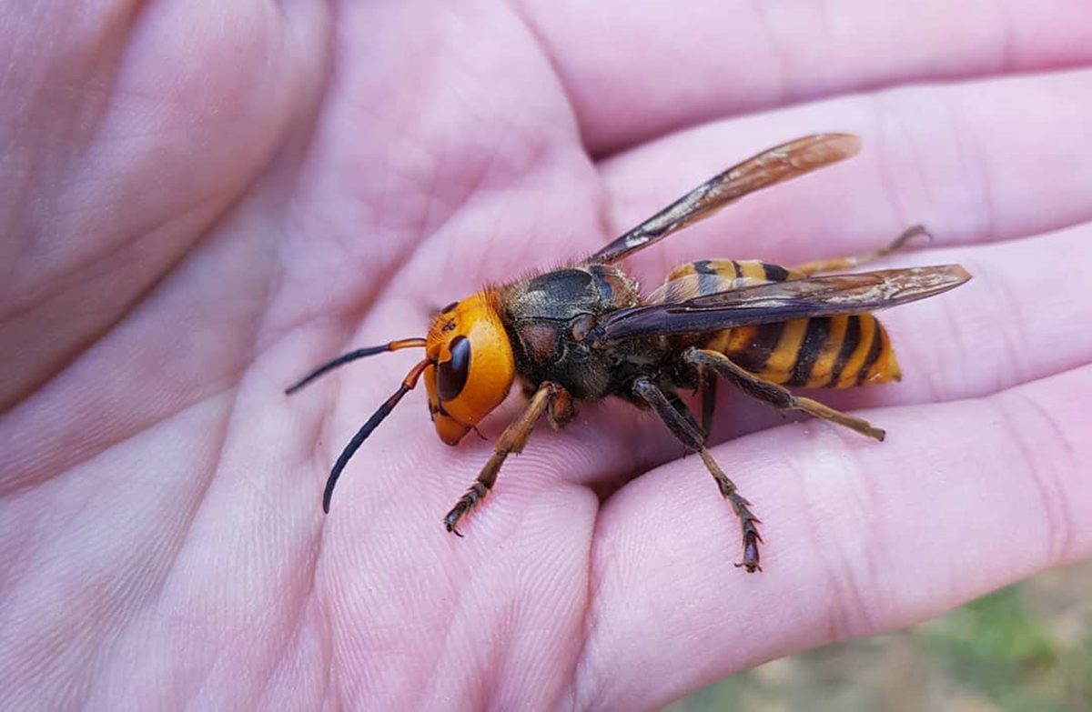 Natura: allarme in Italia per l'arrivo del calabrone 
