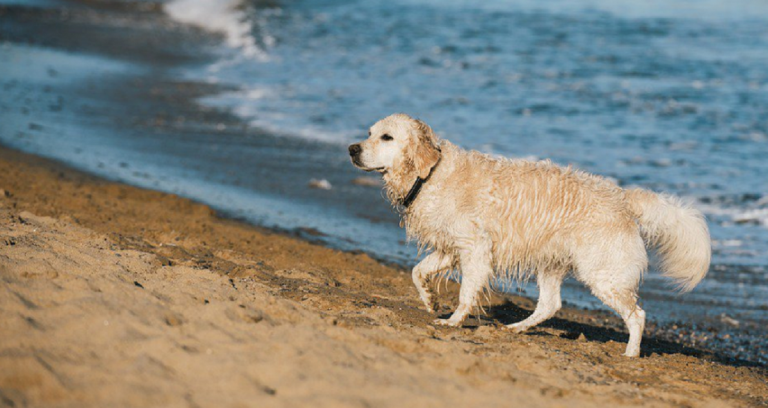 cane in spiaggia