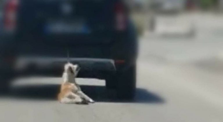 cane trascinato auto