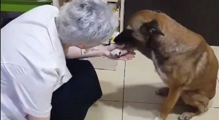 cane turchia