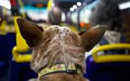 Cani e gatti su autobus e tram