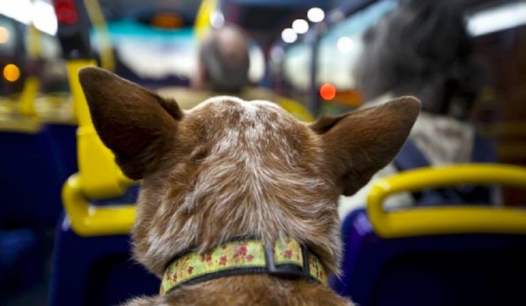 Cani e gatti su autobus e tram
