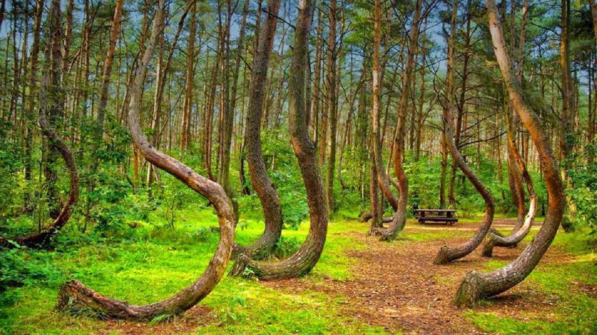 crooked forest