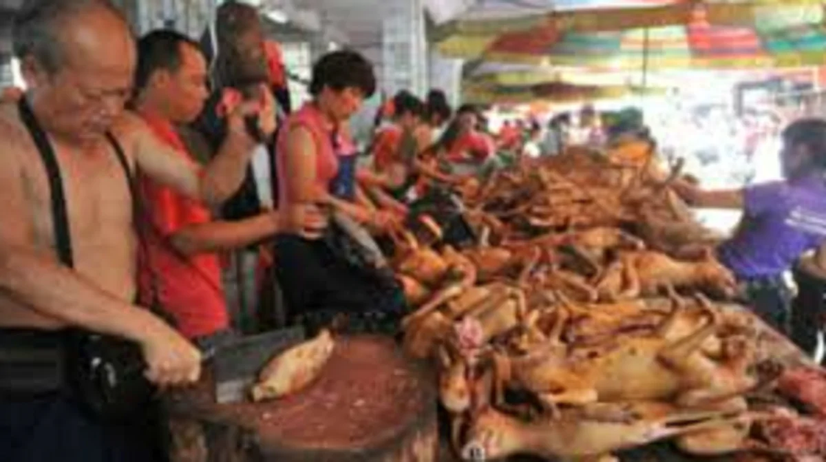 festival carne di cane
