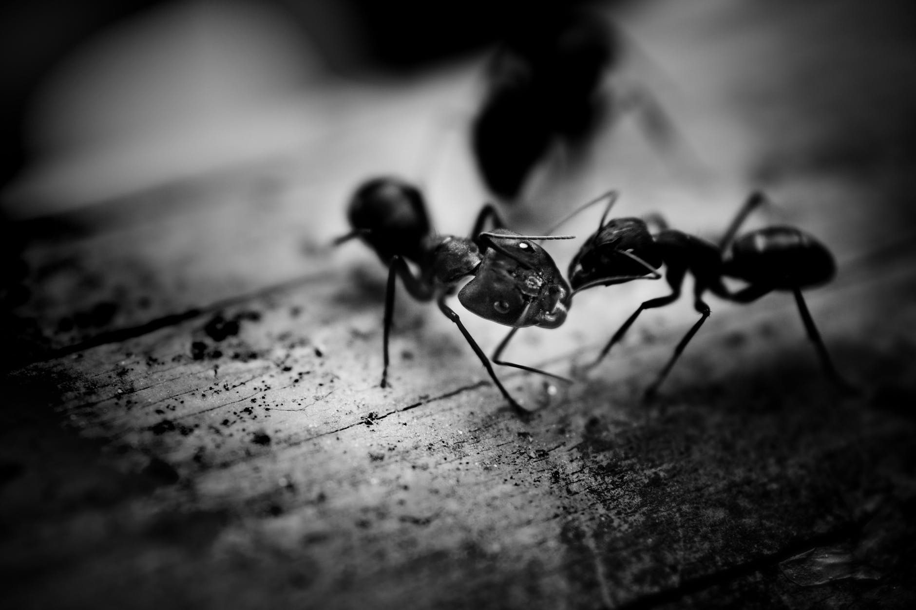 formiche ed erezione