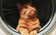 gatto-lavatrice