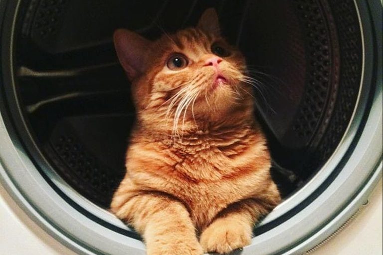 gatto-lavatrice