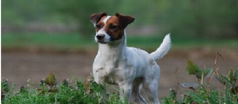 Ecco la razza del cane che ha salvato la bimba
