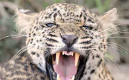 leopardo killer