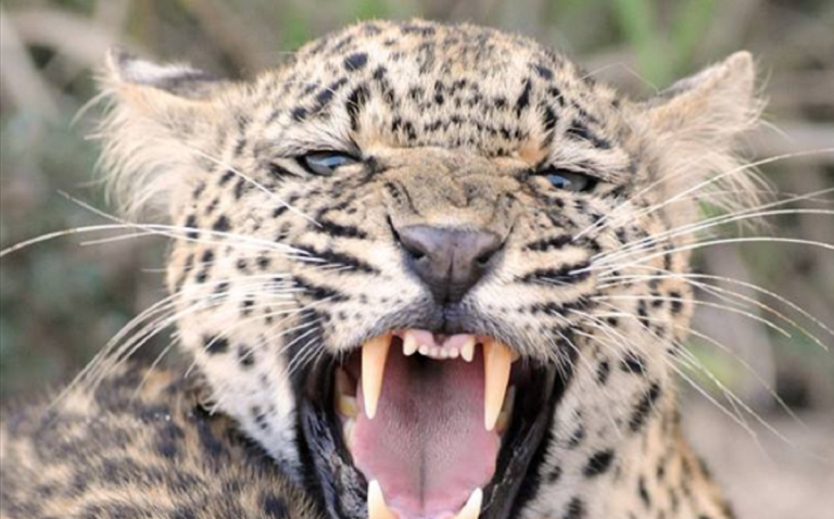 leopardo killer