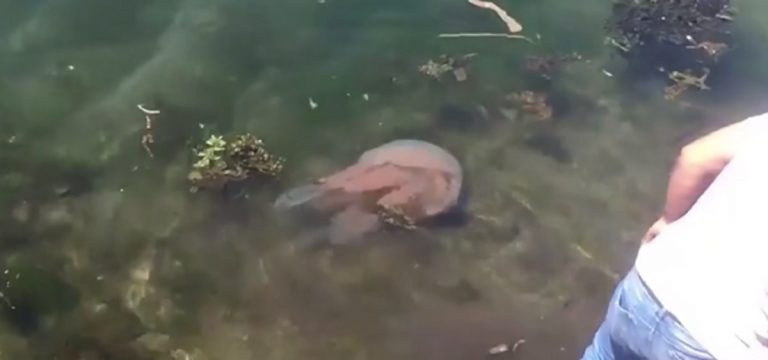 medusa gigante