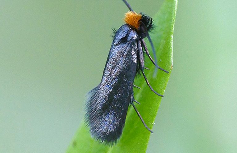 moscerino