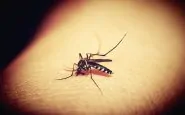 Zanzare: i rimedi efficaci per eliminarle da casa