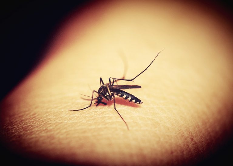 Zanzare: i rimedi efficaci per eliminarle da casa