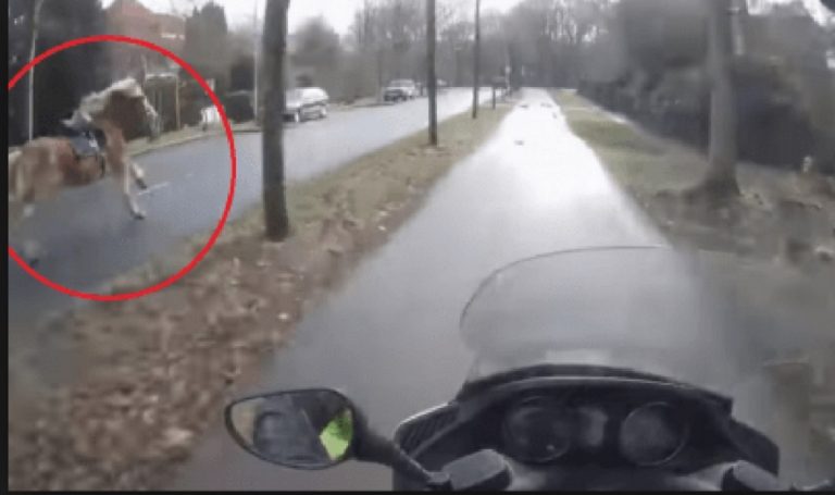 cavallo per strada