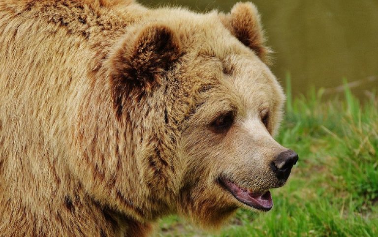 orso