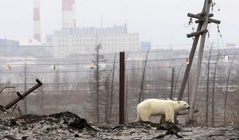 orso polare siberia