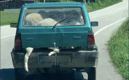 pecore in auto