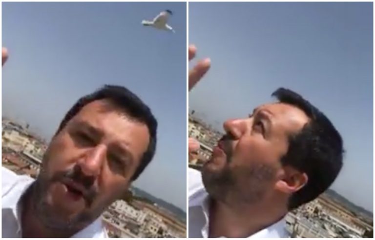Salvini gabbiano