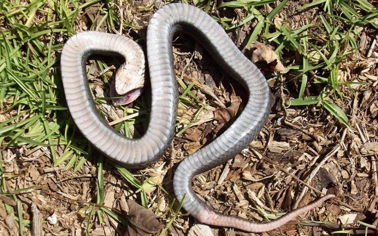 serpente-stati-uniti