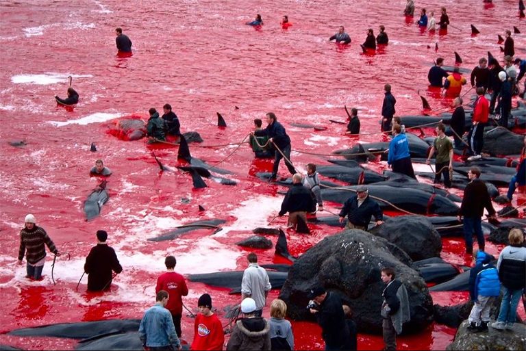 strage-balene