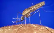 zanzare anofele