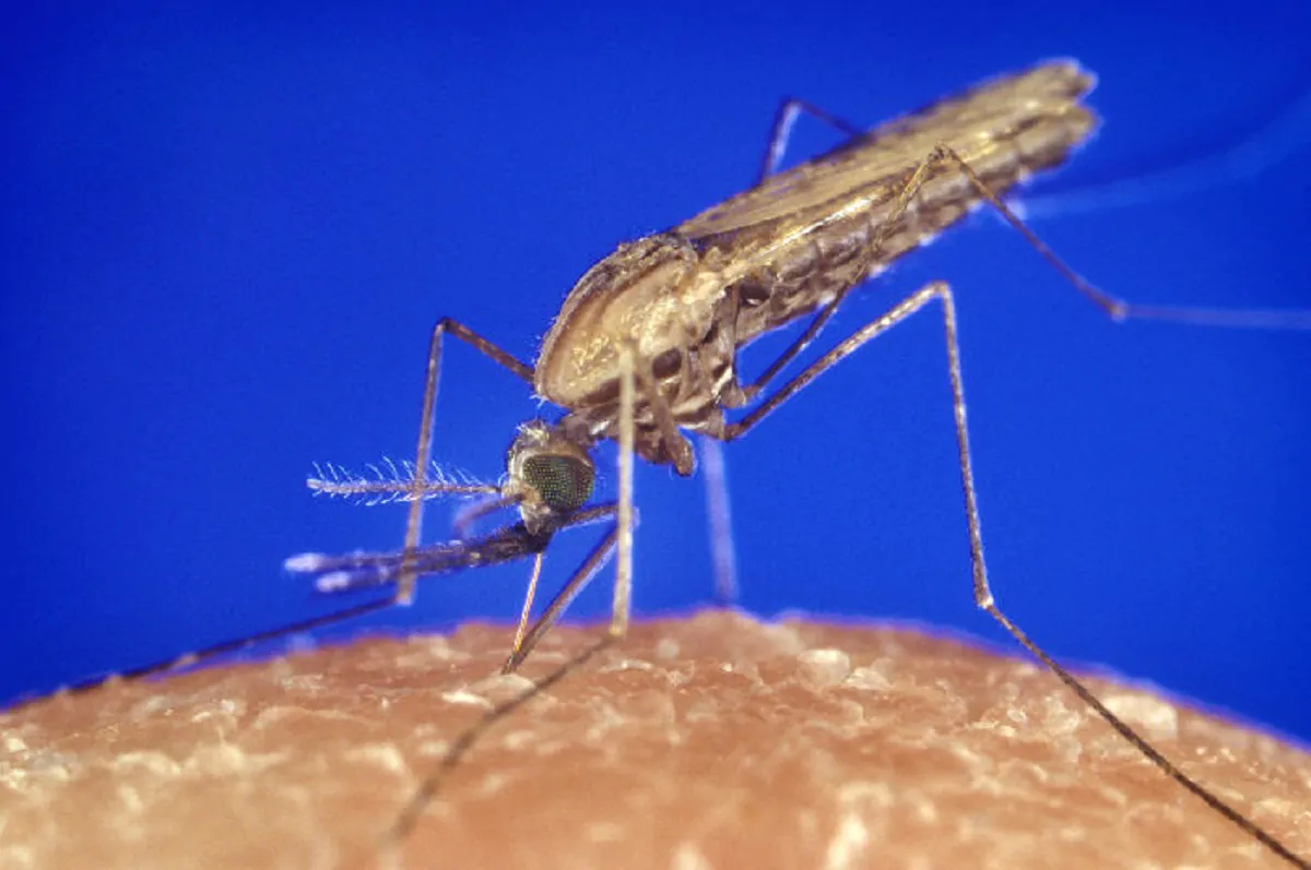 zanzare anofele