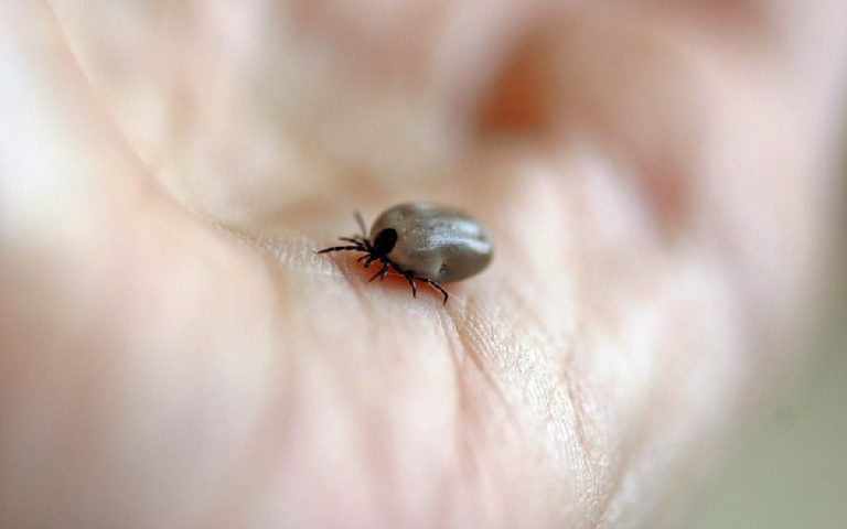 malattia zecche