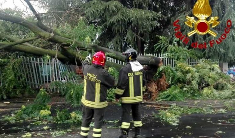 Albero cade a Gessate