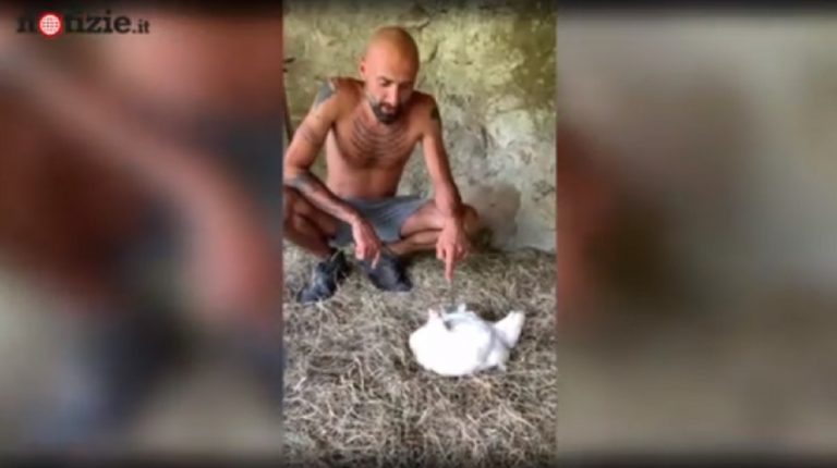 allevatore galline
