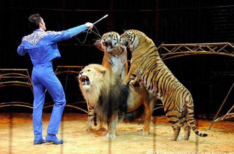 animali circo