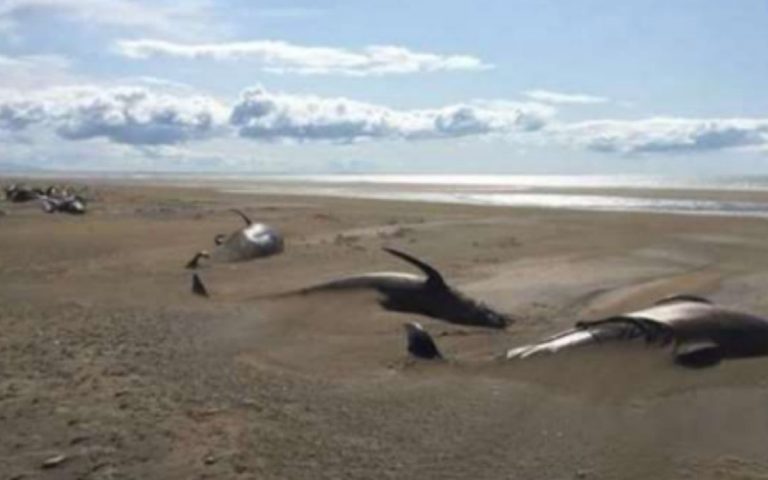 balene 768x480