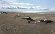 balene morte spiaggia