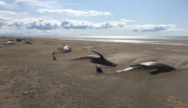 balene morte spiaggia
