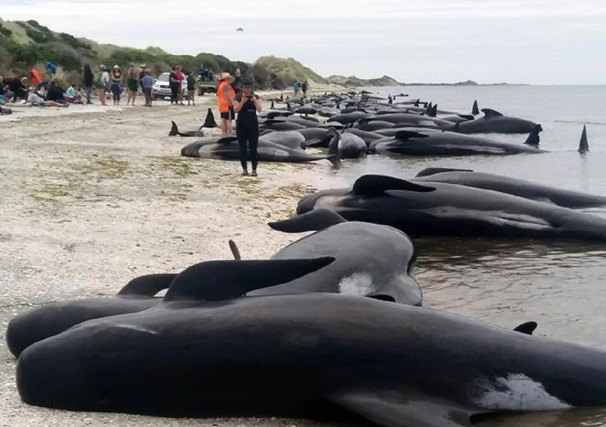 balene morte spiaggia