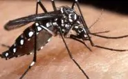 buccinasco caso febbre dengue