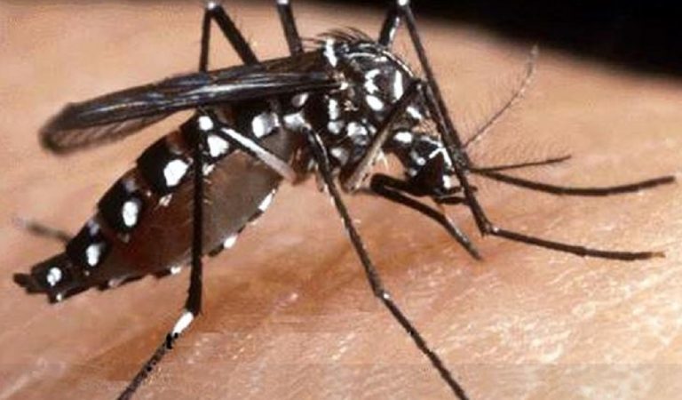 buccinasco caso febbre dengue