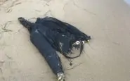 cadavere spiaggia