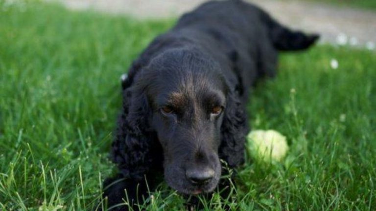 cane
