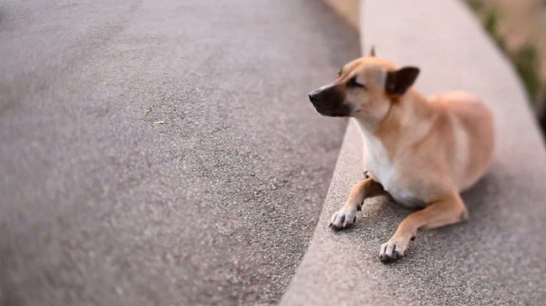 cane morto napoli 2